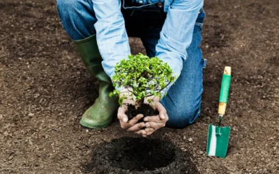La sombra que nutre: Impacto positivo de plantar árboles en las comunidades.